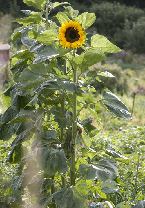 grow so incredibly high