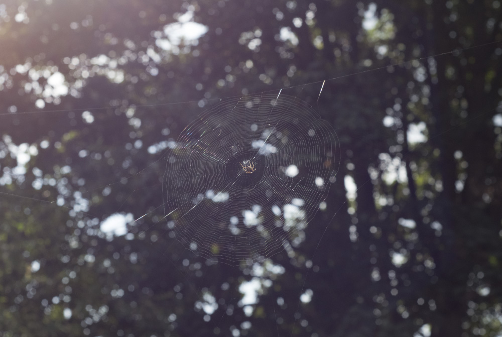 here i dreamt i was an architect