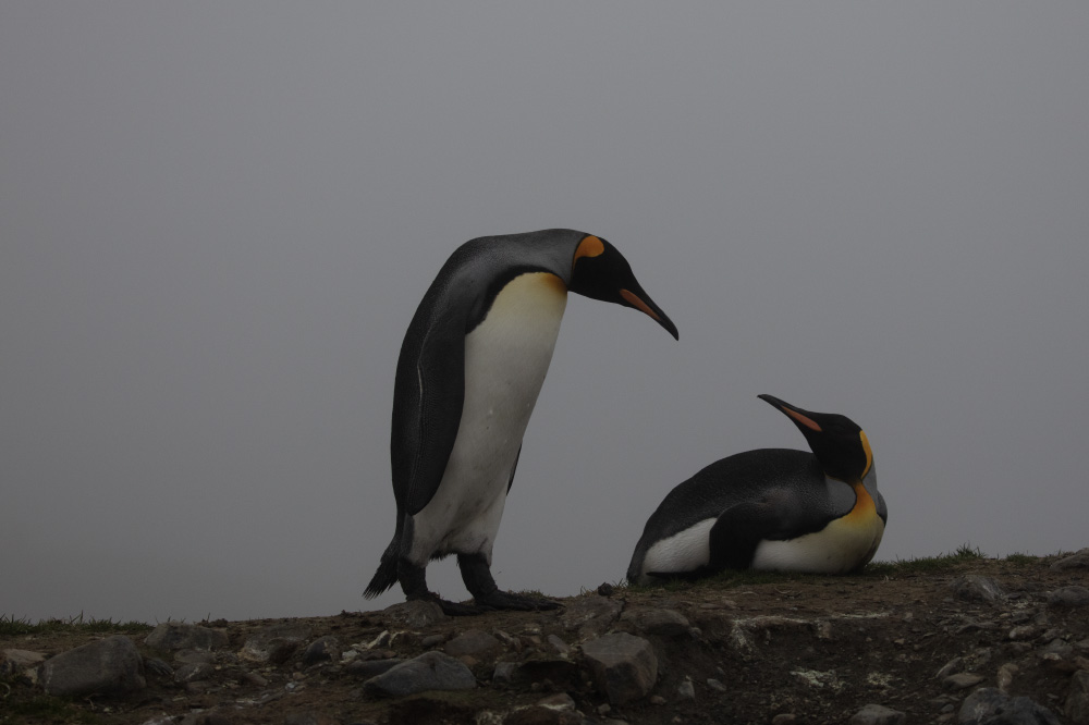 i can hear you through my eyelids