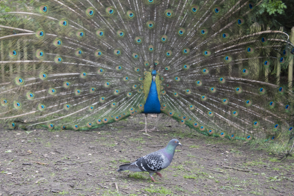 i'll still destroy you