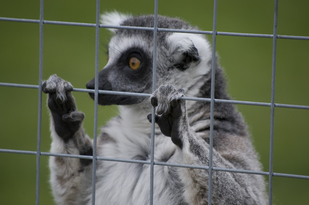i'm a lemur... get me out of here