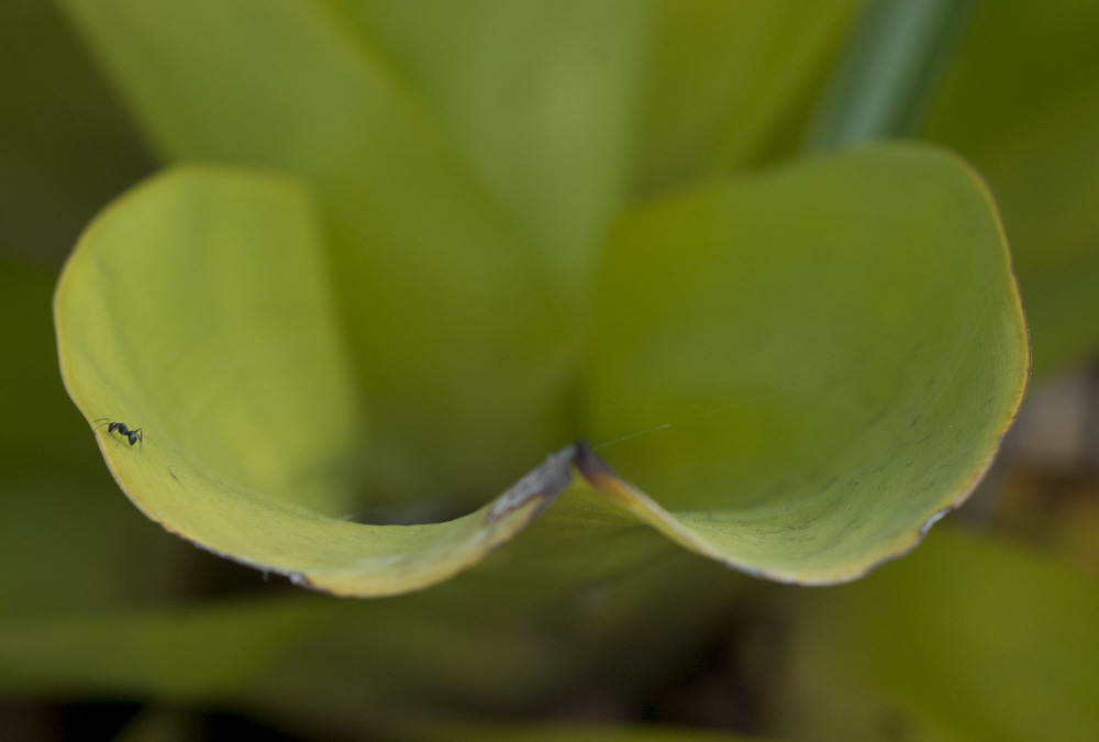 i'm a teeny tiny little ant