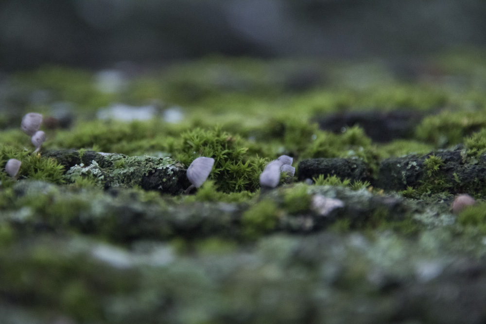 i wonder if i could?