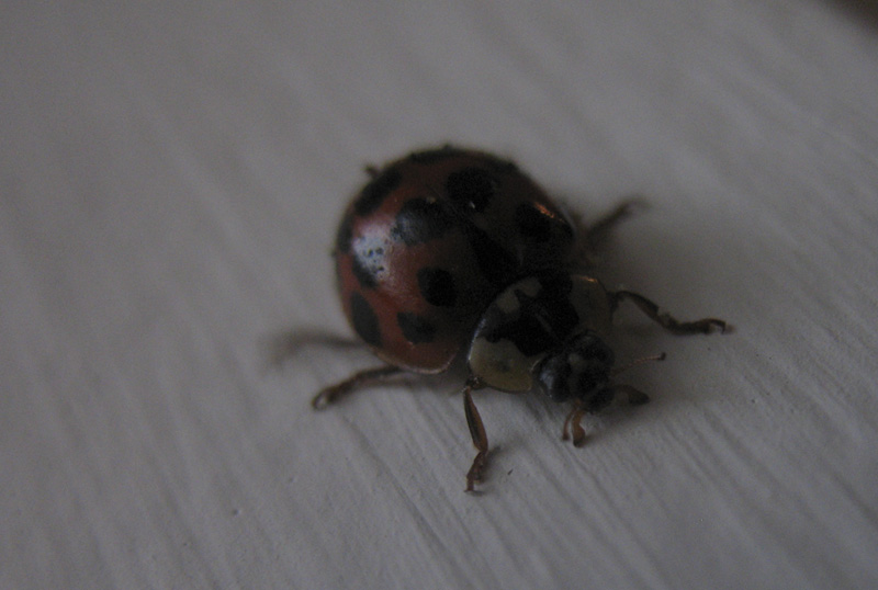 ladybird #2