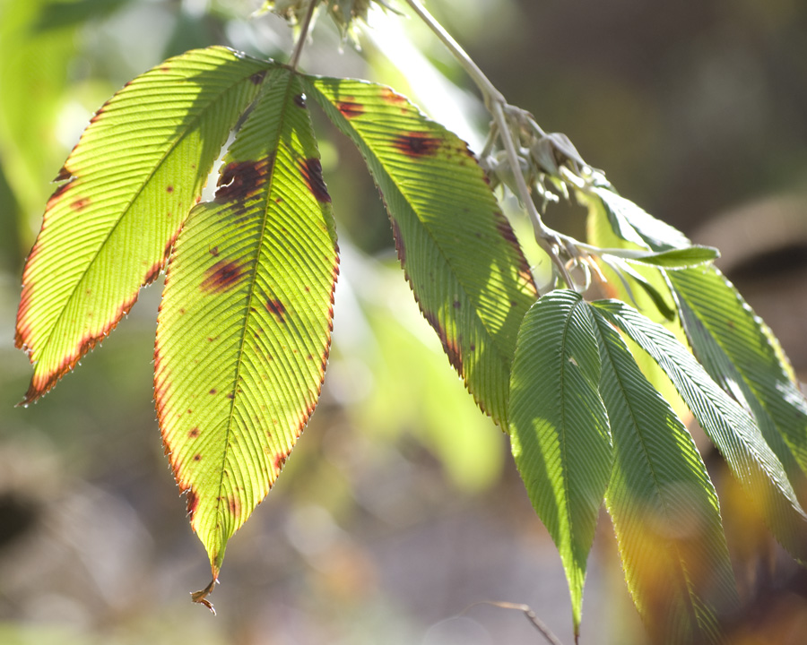 leaf veins