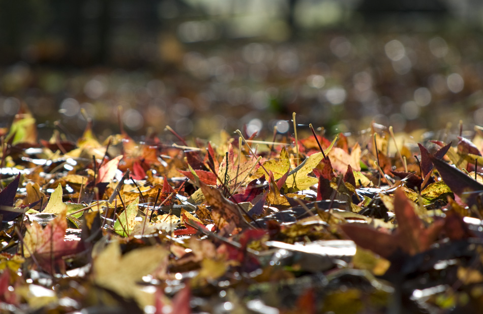 leaves on the ground