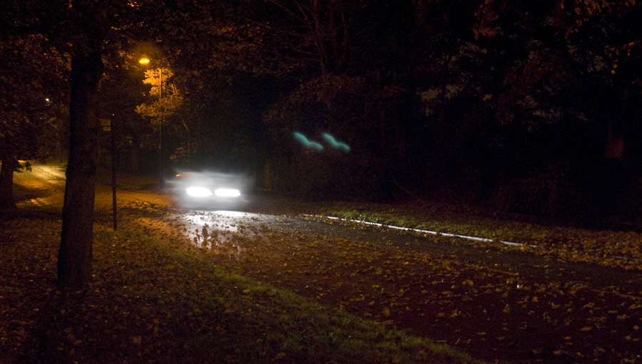 leaves on the tarmac