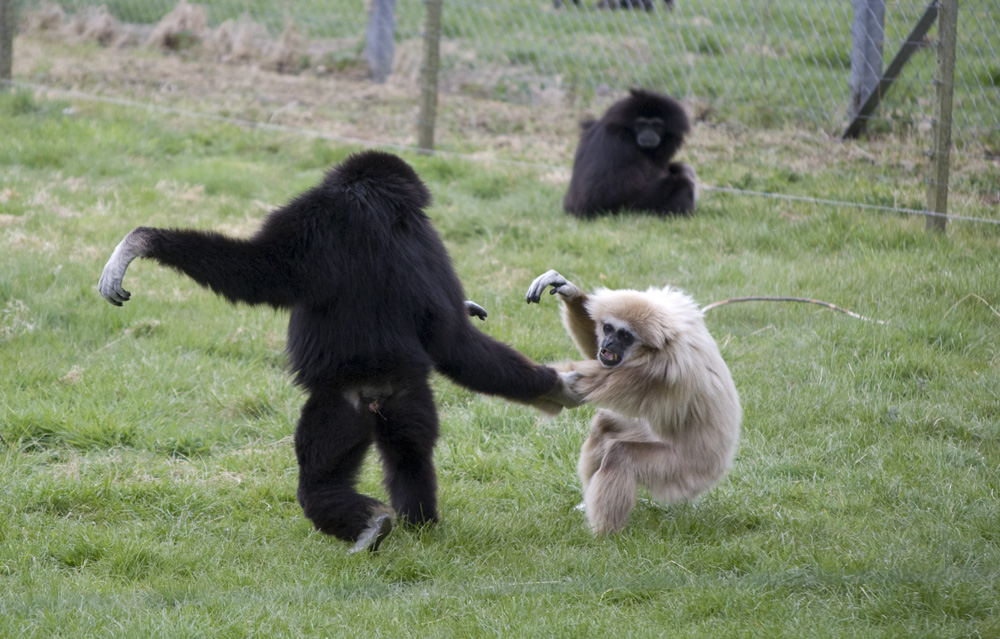 monkey fight