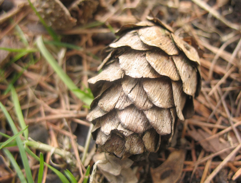 pine cone #2