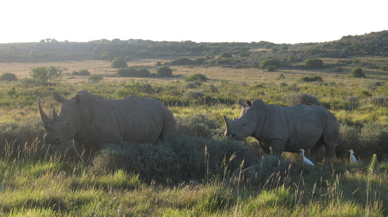 rhinos #2