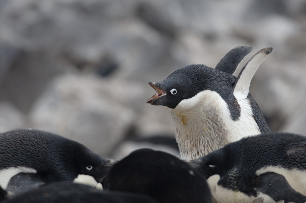 shout my lungs right out