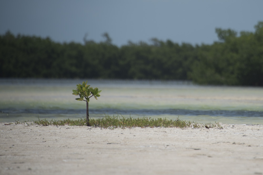 shrinking in your head