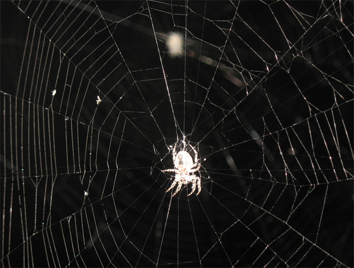 spiders web #2