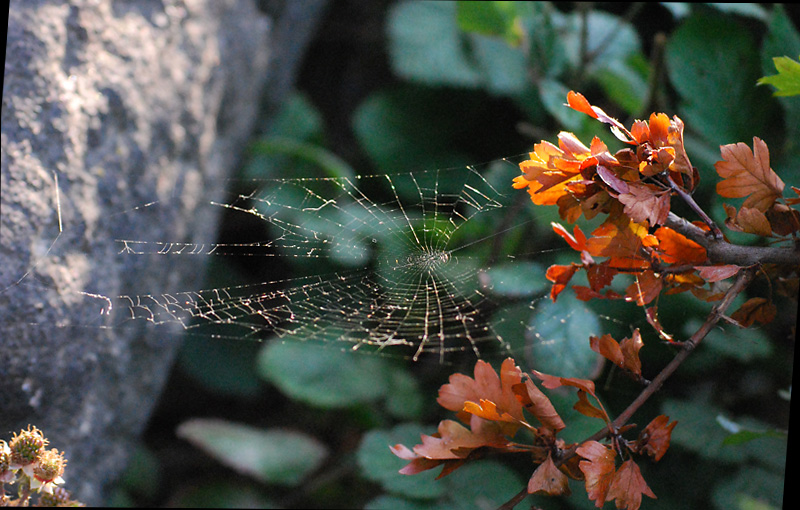 spiders web #3