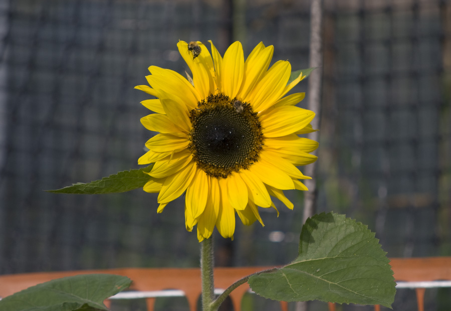 the bee and the sunflower