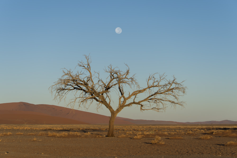 the bodhi tree i sit beneath