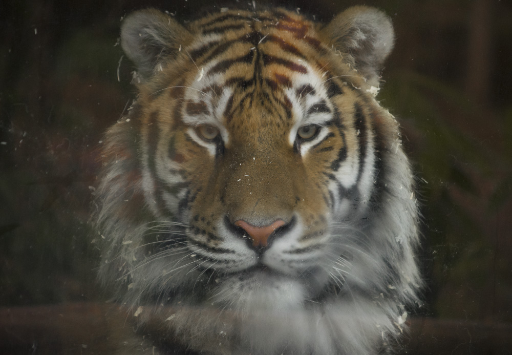 the killer in me is the killer in you