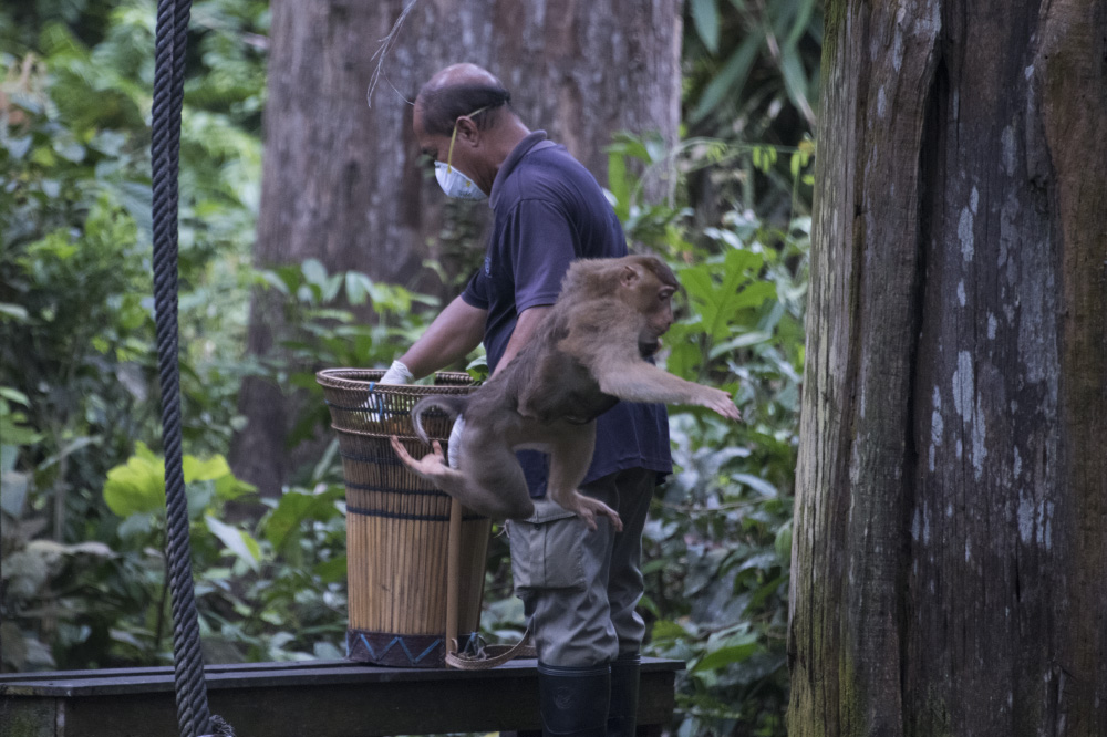 the monkeys will fly