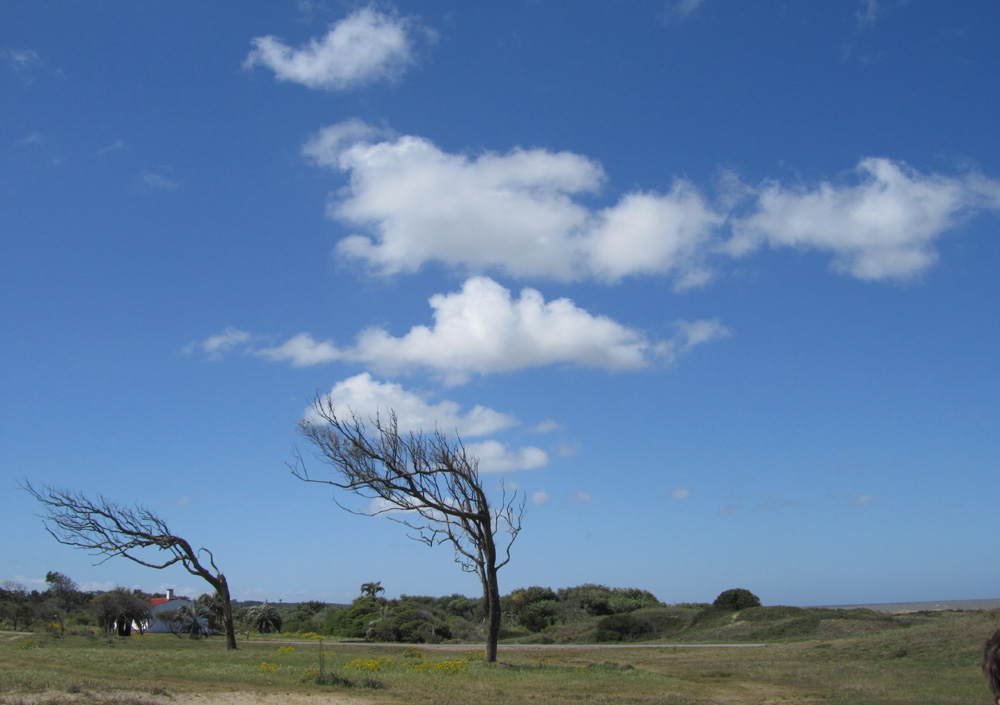 there were songs in the trees