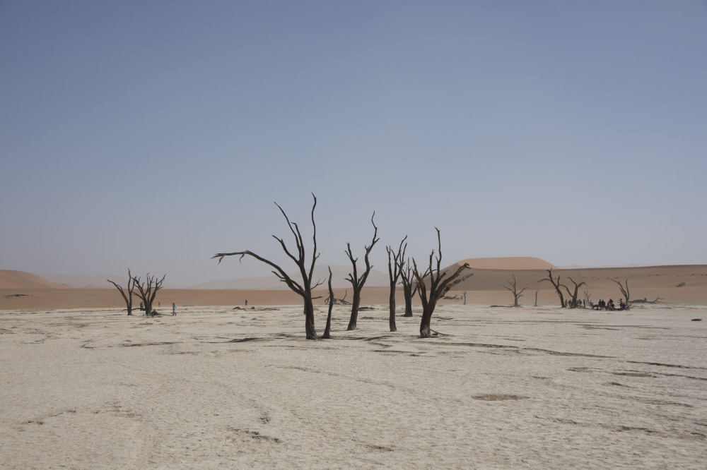 the trees have turned black