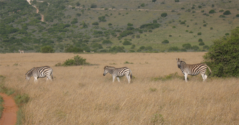 three zebras