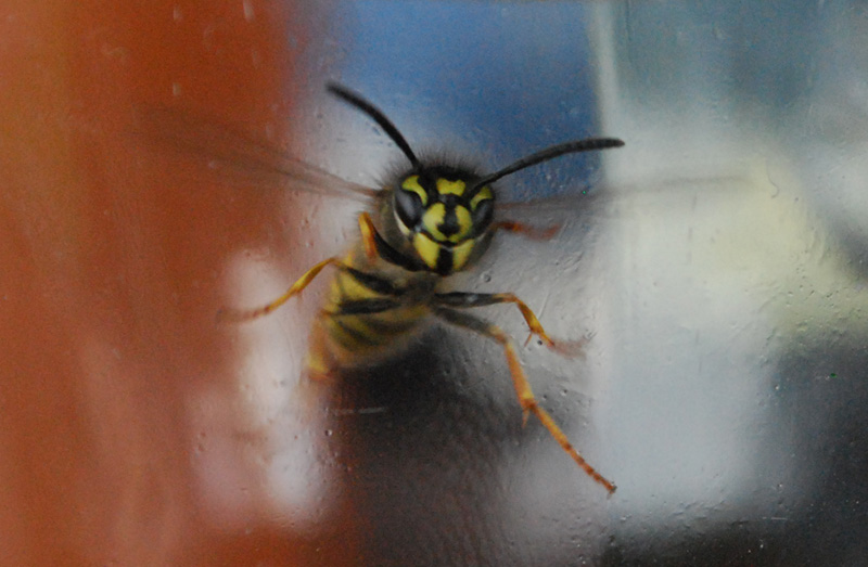 wasp