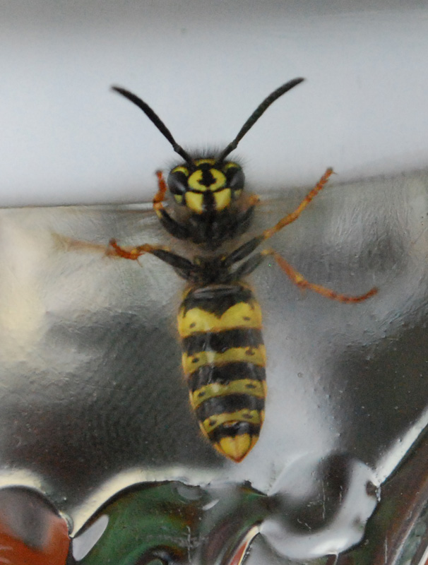 wasp #2