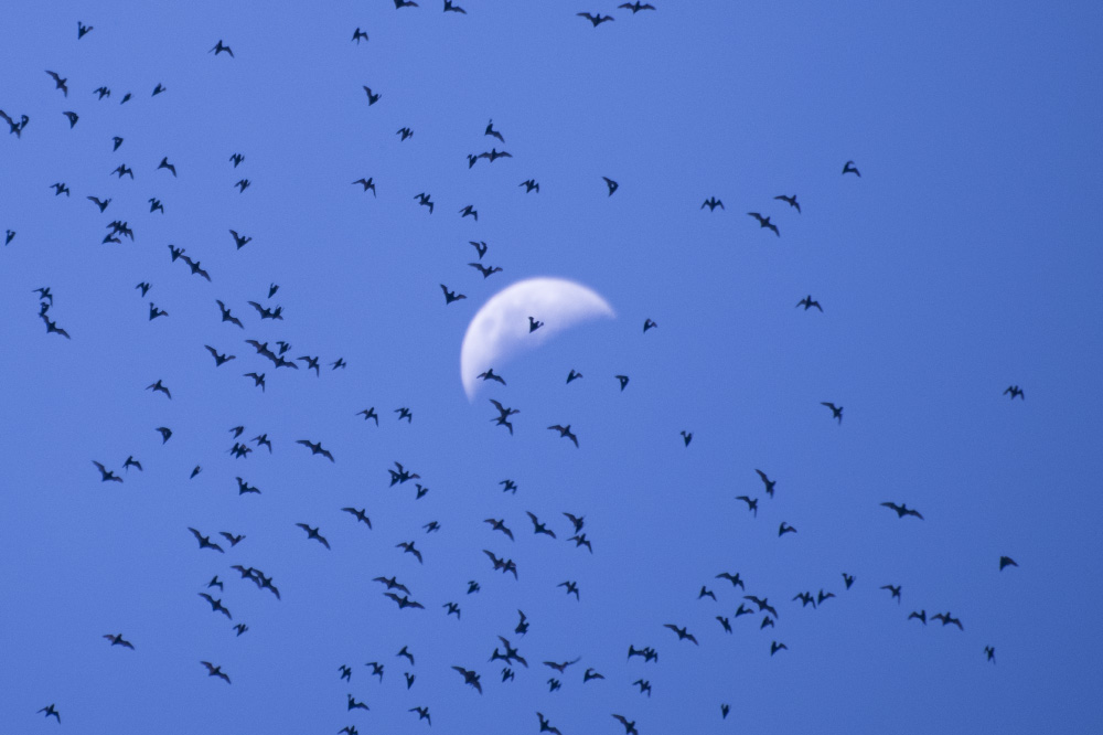 where the bats and moonlight laugh